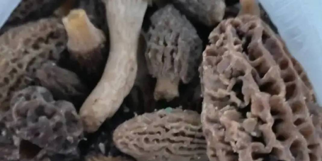 Güneş yüzünü gösterince ormanlarda tek tek çıktı: Kilosu 2.000 TL! 5